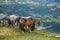 horses in the mountain area of the gran sasso d& x27;italia abruzzo