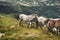 horses in the mountain area of the gran sasso d'italia abruzzo