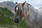 horses in the mountain area of the gran sasso d'italia abruzzo