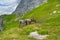 horses in the mountain area of the gran sasso d'italia abruzzo