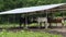 Horses at the mountain base at the gamekeepers responsible for hunting. White and brown horses under the canopy near the