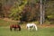 Horses in Mountain Fields