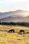 Horses in the mountain with haze at morning