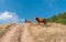 Horses on a mountain pasture Demerdzhi