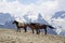 Horses on the mountain top