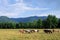 Horses In Mountain Valley