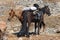 Horses and mountains.