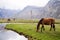 Horses in the mountains