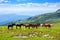 Horses on mountains meadow