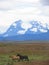 Horses and the mountains, puerto natales, Patagonia, Chile. Andes mountains And nature in south america