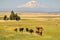 Horses and Mt. Adams