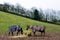 Horses in a muddy field in Herefordshire