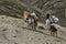 Horses and mules carrying heavy goods to steep rocky slope in Himalaya mountains, Ladakh, India