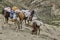 Horses and mules carrying heavy goods to steep rocky slope in Himalaya mountains, Ladakh, India