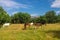 Horses and Mules in Mountain Pature