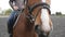 Horses muzzle or head with bridle close up. Face of brown stallion and eye in closeup with mane detail. Jockey riding