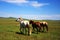 Horses on the Nailin Gol Grassland
