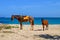 Horses in Natadola Beach, Viti Levu Island, Fiji