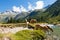 Horses in National Park of Adamello Brenta - Italy