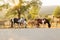 Horses in nature near the road at sunset. family of horse mare filly and foal. Horses family resting and grazing. Free animals