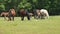 Horses in nature park Lonjsko polje, Croatia