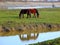 Horses in nature with reflection