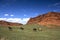 Horses Near the Mesa