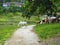 horses near a pond grassing