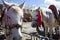 Horses near temple in Tibet