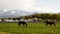 Horses near yurt camp. Bokonbayevo. Issyk-Kul province. Kyrgyzstan