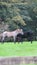 Horses Necking on a field of grass