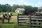 Horses Old Wisconsin Dairy Farm