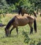 Horses outdoor in ranch