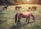 Horses outdoor in ranch