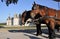 Horses outside Chambord Castle