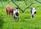 Horses on Overcast Day