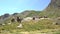 horses pacing free in the pyrenees mountains in a sunny day