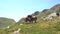 horses pacing free in the pyrenees mountains in a sunny day