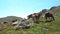 horses pacing free in the pyrenees mountains in a sunny day