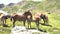 horses pacing free in the pyrenees mountains in a sunny day