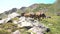 horses pacing free in the pyrenees mountains in a sunny day