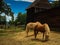 Horses in paddock at farm on Historic Mount Vernon Estate in Virginia