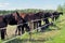 Horses on pasture