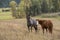 Horses in pasture.