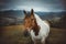 Horses on a pasture. Bieszczady mountains, Poland. The Hucul or Carpathian is a pony small horse breed originally