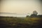 Horses in the pasture. Early foggy morning in the meadow