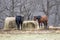 Horses in Pasture Eating Hay Bales