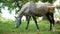 Horses pasture green eating farm animals