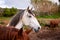 Horses on pasture, in the heard together, happy animals, Portugal Lusitanos