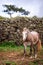 Horses on pasture, in the heard together, happy animals, Portugal Lusitanos